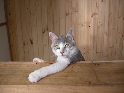 36